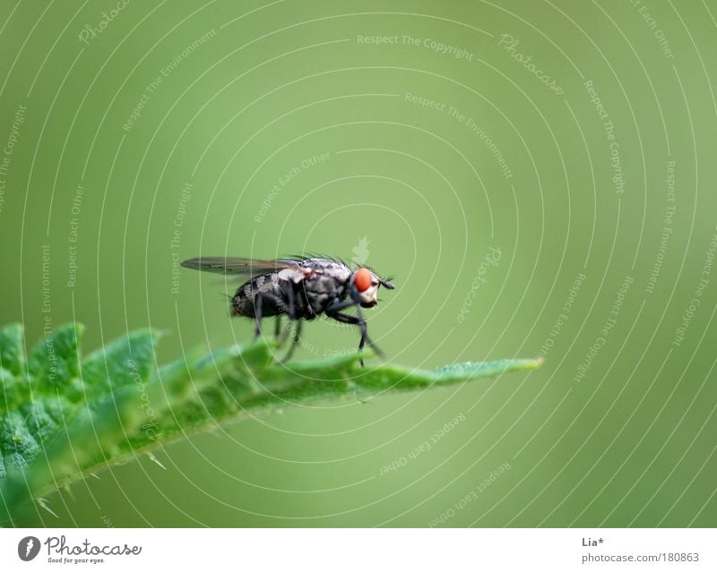 red eye Farbfoto Nahaufnahme Detailaufnahme Makroaufnahme Textfreiraum rechts Textfreiraum oben Textfreiraum unten Pflanze Fliege Insekt 1 Tier hocken grün