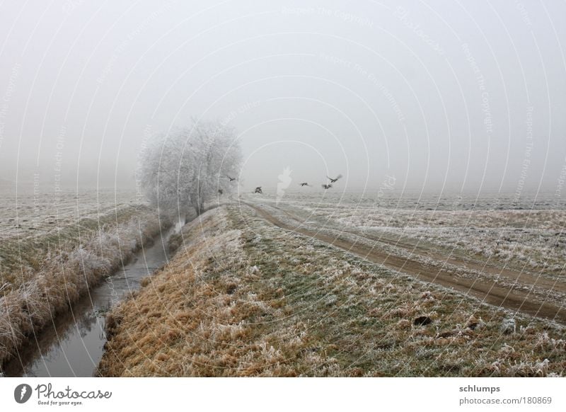 flucht Farbfoto Außenaufnahme Morgen Natur Landschaft Tier Wasser Winter Nebel Baum Feld Wildtier Tiergruppe Mecklenburg-Vorpommern Traurigkeit