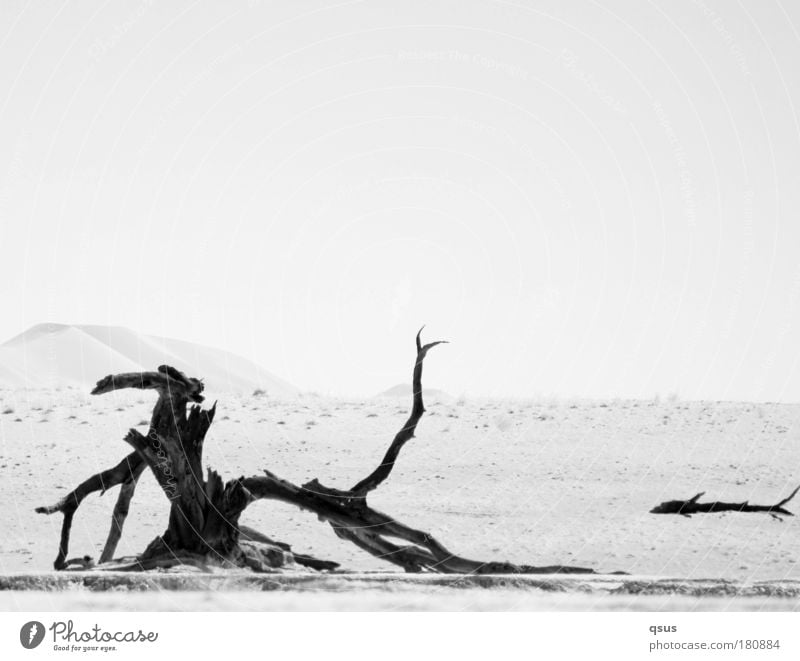 Holz Schwarzweißfoto Außenaufnahme Menschenleer Textfreiraum oben Kontrast Silhouette High Key Umwelt Natur Landschaft Pflanze Erde Sand Himmel Klimawandel