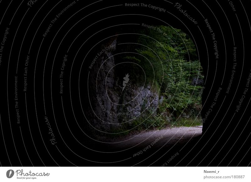 Tunnelblick Farbfoto Außenaufnahme Menschenleer Tag Licht Sonnenlicht Natur Baum Wald Berge u. Gebirge Schweiz Straße grau grün schwarz Stimmung ruhig Wahrheit