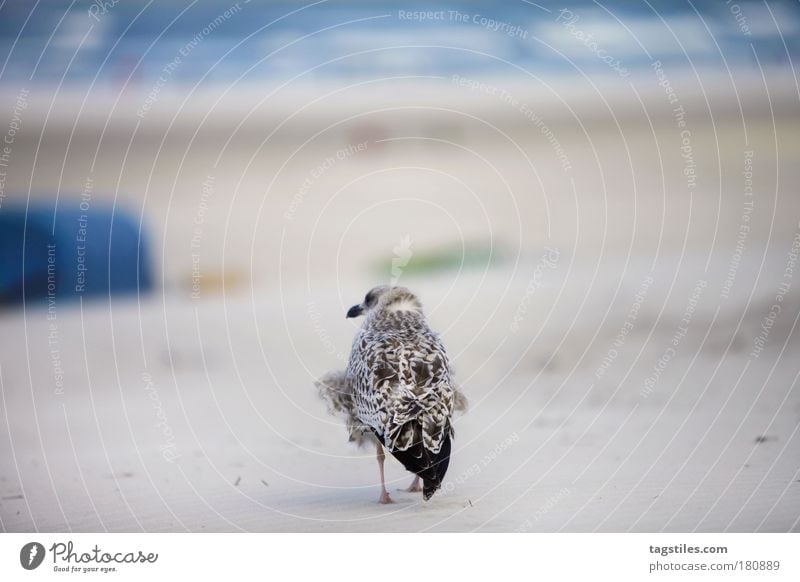 HAGE, MÖWN! ...MAUWOOF HIER Möwe Juist Wind Ferien & Urlaub & Reisen Strand Seemöwe Sand Feder Meer Nordsee Erholung Pause regenerativ Vogel Tier Textfreiraum