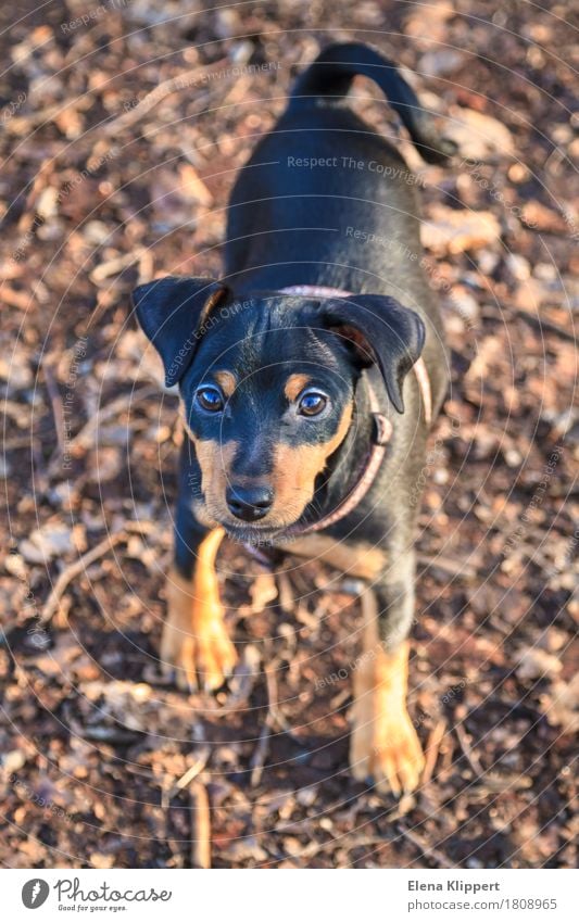 Zwergpinscherwelpe Tier Haustier Hund 1 Tierjunges schwarz "zwergpinscherwelpe säugetier hündchen natur rasse nett klein süss" Farbfoto Außenaufnahme Tag