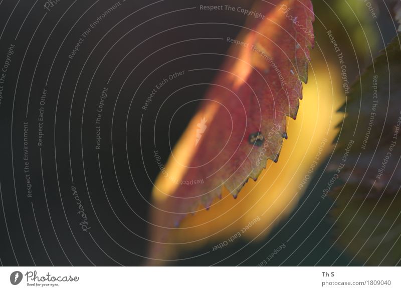 Blatt Natur Pflanze Herbst leuchten verblüht ästhetisch authentisch einfach elegant natürlich gelb grau grün orange rot Gelassenheit geduldig ruhig einzigartig