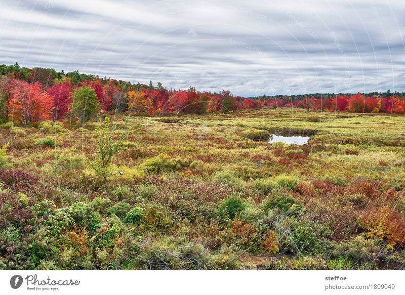 Foliage II Natur Landschaft Pflanze Herbst Schönes Wetter Baum Wiese Wald ästhetisch außergewöhnlich Neuengland Färbung Maine Ahorn Tourismus