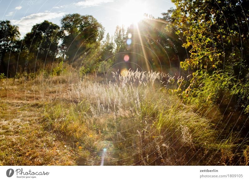 Wiese im Herbst Ast Baum Blühend Blume Blüte Erholung Ferien & Urlaub & Reisen Gegenlicht Gras Herbstlaub Himmel Blatt Licht Waldlichtung Natur Pflanze Rasen