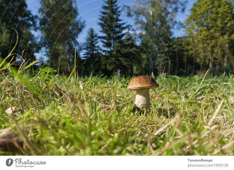 Birkenpilz_3 Moos Wald lecker Birken-Röhrling Birkenröhrling Boletineae Geißpilz Leccinum scabrum Raufuss birkenpilz essbar Pilz Pilze Speisepilz Speisepilze