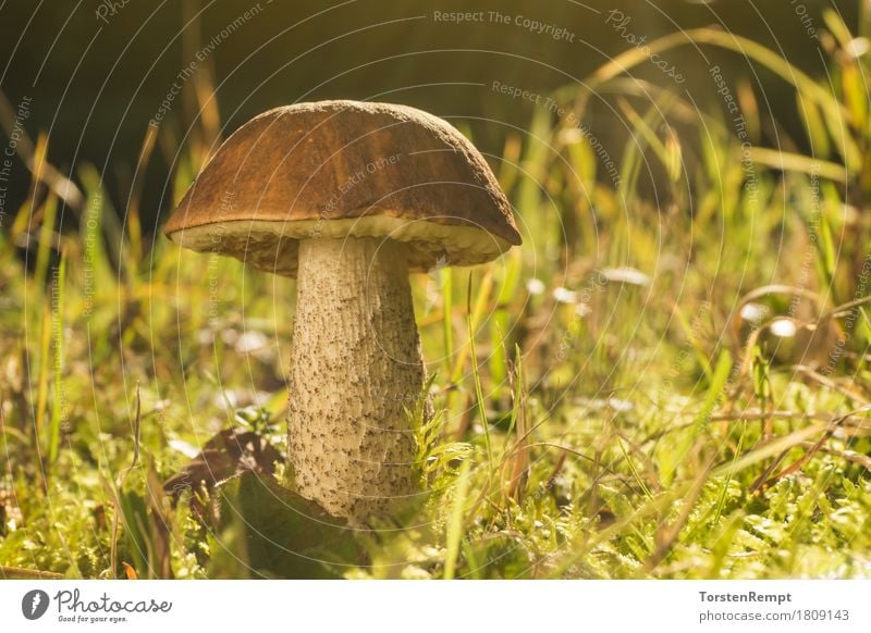 Birkenpilz im Herbstlicht Lebensmittel Ernährung Bioprodukte Natur Gras Wiese Wald nachhaltig Pilz Birkenröhrling Leccinum scrabrum Raufuss Moos essbar