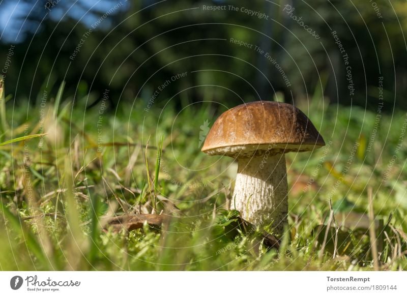 Birkenpilz _2 Moos Wald lecker Birken-Röhrling Birkenröhrling Boletineae Geißpilz Leccinum scabrum Raufuss birkenpilz essbar Pilz Herbst Speisepilz Speisepilze