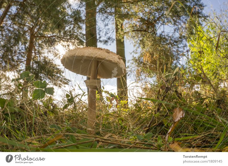 Schirmpilz Umwelt Natur Sommer Herbst Schönes Wetter Wiese Wald Essen leuchten essbar macrolepiota Pilz Pilze Speisepilz procera Parasolpilz Schirmpilze