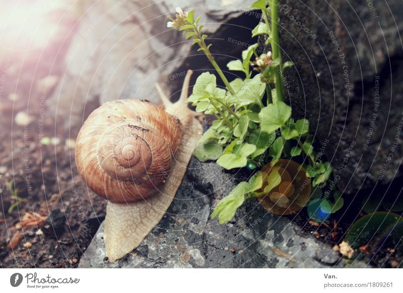 immer mit der Ruhe Natur Pflanze Tier Herbst Blume Garten Wildtier Schnecke 1 grau grün langsam krabbeln Stein Farbfoto mehrfarbig Außenaufnahme Nahaufnahme Tag