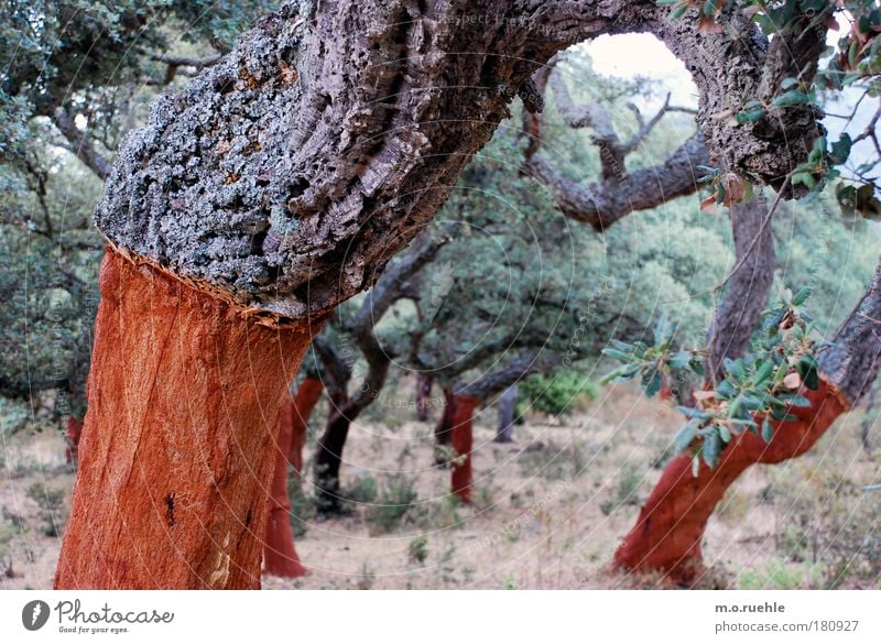 korkeichen frisch geschält Farbfoto Außenaufnahme Menschenleer Abend Licht Weitwinkel Umwelt Natur Landschaft Pflanze Baum Grünpflanze Nutzpflanze Korkeiche