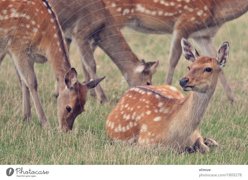 we are family Wiese Sikawild Sikahirsch Wildtier Hirsche Fell Ohr Ricke Tiergruppe Fressen liegen stehen ästhetisch Zusammensein natürlich Neugier schön braun