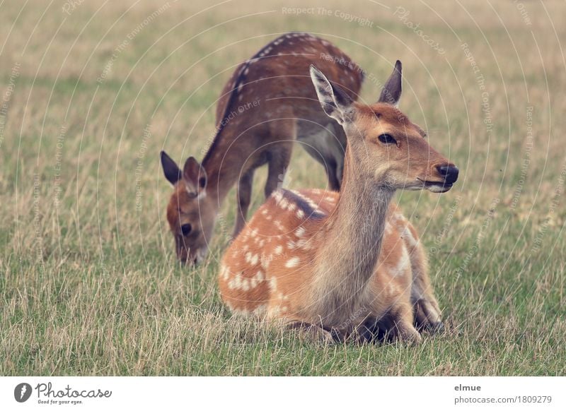 Päuschen Natur Wiese Sikahirsch Wildtier Ricke Tierjunges Punktmuster Fell Hirsche 2 Fressen liegen Blick stehen Zusammensein Glück braun Zufriedenheit