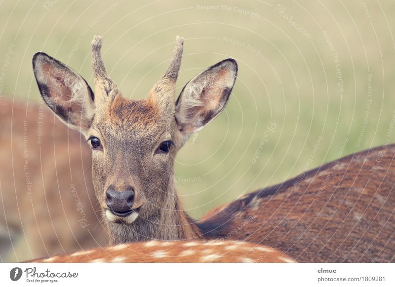 Böckchen Wildtier Sikawild Sikahirsch Bock Ohr Kopf rehbraun bocken Blick stehen Neugier Vertrauen Romantik schön ruhig Interesse elegant erleben Kommunizieren