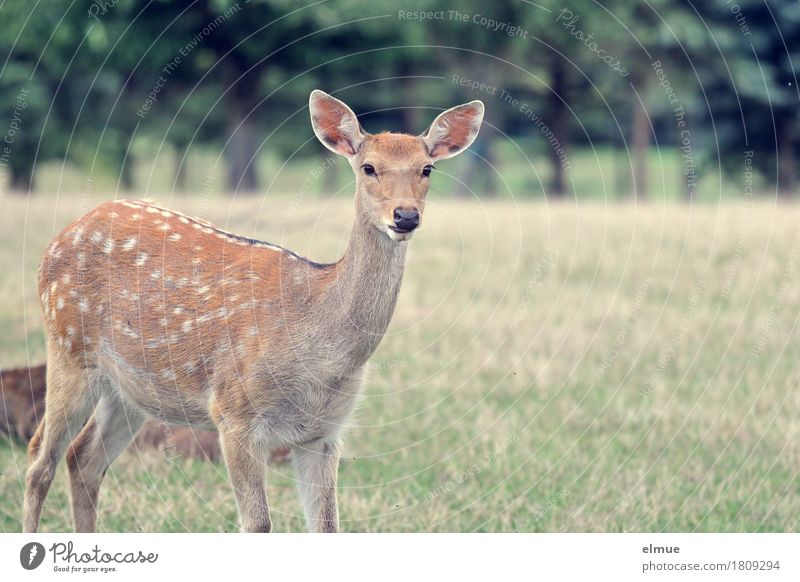 Neugier Wiese Sikawild Sikahirsch Reh Wildtier Wildfleisch Fell gepunktet Ohr rehbraun Wildfang Blick stehen authentisch nah Vertrauen Tierliebe Romantik