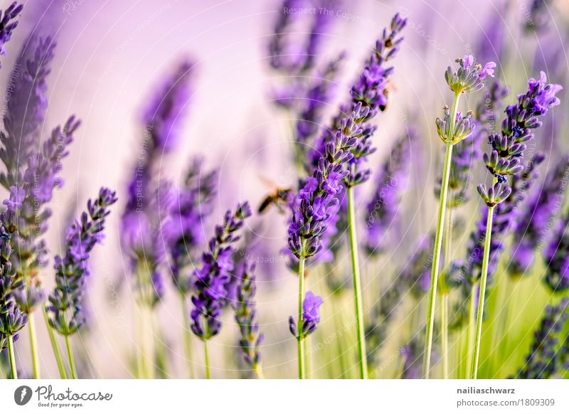 Lavendelfeld Sommer Natur Landschaft Pflanze Frühling Blume Blüte Grünpflanze Garten Park Wiese Blühend Duft Wachstum natürlich weich grün violett friedlich