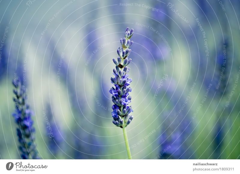 Lavendel Sommer Natur Pflanze Frühling Herbst Schönes Wetter Blume Gras Sträucher Blüte Nutzpflanze Garten Park Blühend Duft Wachstum natürlich weich blau grün