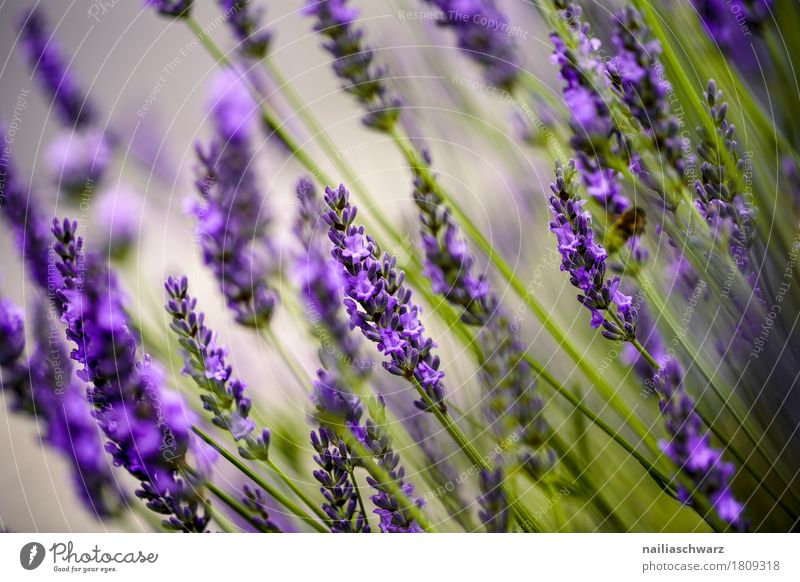 Lavendel Sommer Umwelt Natur Landschaft Pflanze Frühling Schönes Wetter Blume Blüte Grünpflanze Garten Park Wiese Feld Blühend Duft Wachstum natürlich schön