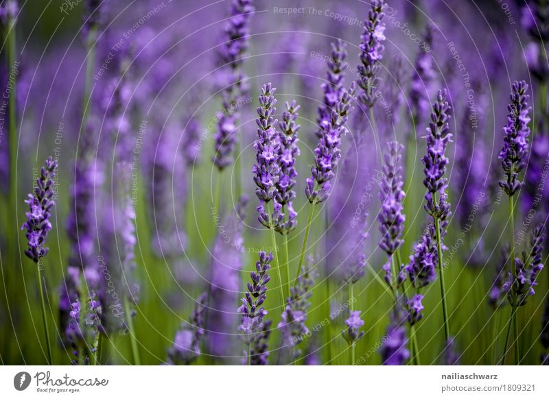 Lavendelfeld Sommer Umwelt Natur Landschaft Pflanze Frühling Blume Blüte Garten Wiese Blühend Duft springen natürlich schön grün violett Fröhlichkeit Romantik