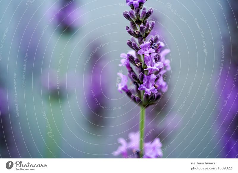 Lavendel Sommer Natur Pflanze Frühling Schönes Wetter Blume Blüte Nutzpflanze Garten Park Blühend Duft Wachstum einfach natürlich weich blau grau violett