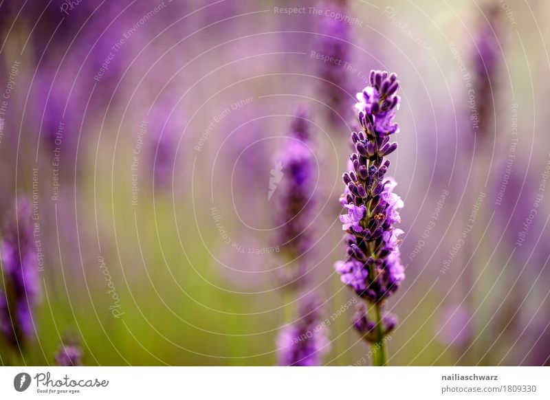 Lavendel Sommer Natur Pflanze Frühling Blume Gras Grünpflanze Garten Park Blühend Duft Wachstum schön natürlich grün violett Fröhlichkeit Frühlingsgefühle