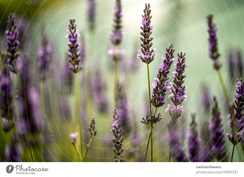 Lavendelfeld Sommer Umwelt Natur Pflanze Frühling Schönes Wetter Blume Blüte Garten Park Wiese Blühend Duft Wachstum einfach frisch natürlich Wärme weich grün