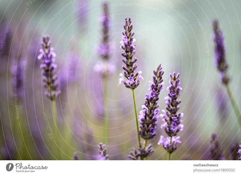 Lavendelfeld Sommer Natur Pflanze Frühling Schönes Wetter Blume Sträucher Blüte Garten Park Wiese Feld Blühend Duft verblüht Wachstum frisch natürlich schön