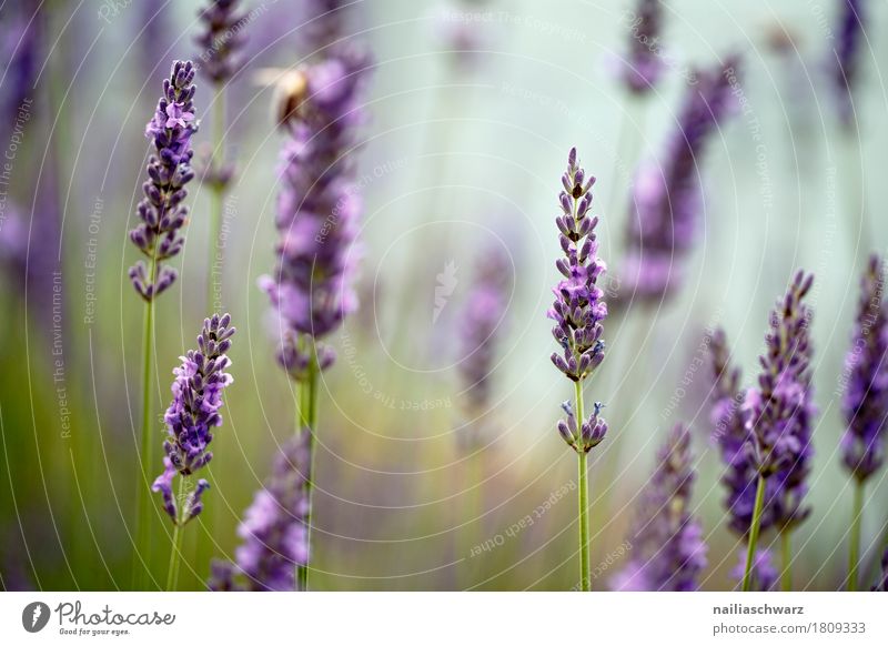 Lavender Sommer Umwelt Natur Schönes Wetter Pflanze Blume Sträucher Blüte Nutzpflanze Blühend Duft Wachstum frisch natürlich schön grün violett Frühlingsgefühle