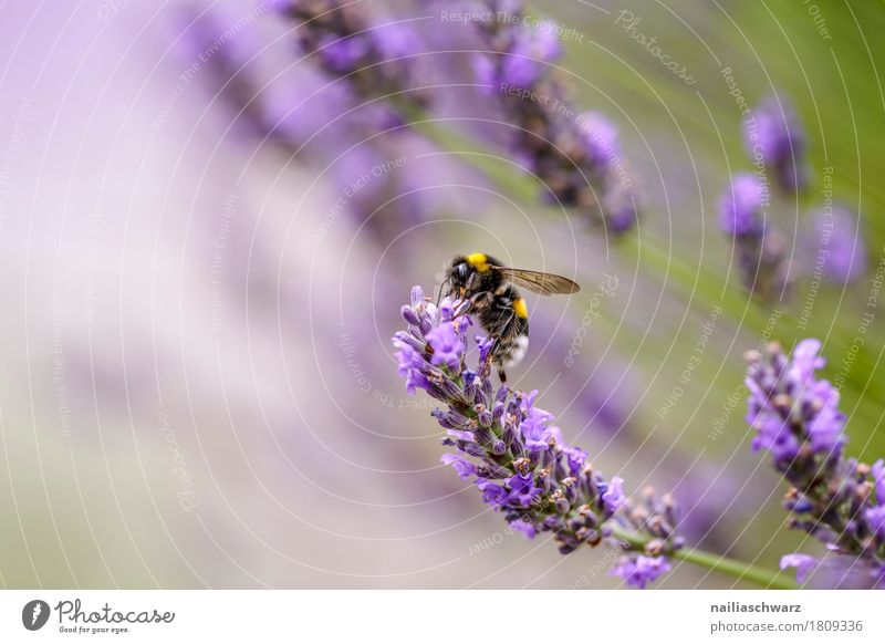 Biene auf Lavendel Blume Sommer Natur Pflanze Tier Baum Blüte Garten Park Wiese Feld Haustier Nutztier Insekt 1 Arbeit & Erwerbstätigkeit Blühend Duft Wachstum