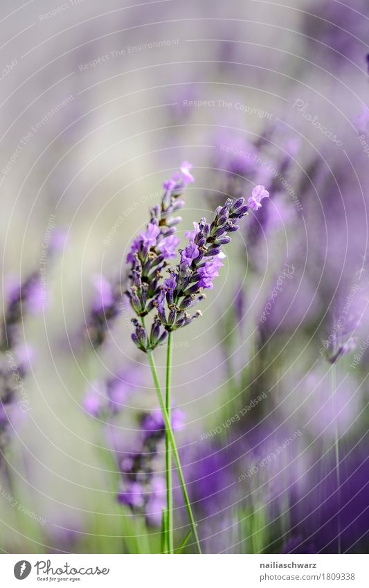 Lavendel Sommer Natur Pflanze Frühling Schönes Wetter Blume Blüte Grünpflanze Nutzpflanze Garten Park Wiese Feld Blühend Duft Wachstum natürlich schön weich