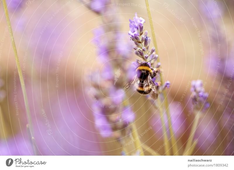 Lavendel Sommer Natur Pflanze Tier Frühling Blume Blüte Nutzpflanze Garten Park Wiese Feld Insekt Hummel Biene Arbeit & Erwerbstätigkeit Blühend Duft Wachstum