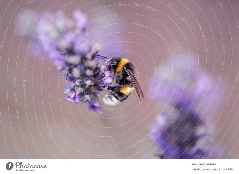 Lavendel Sommer Natur Pflanze Tier Frühling Blume Blüte Nutzpflanze Wildpflanze Garten Park Wiese Nutztier Biene 1 Arbeit & Erwerbstätigkeit Blühend genießen