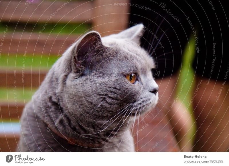 süß | das Schmusekätzchen Luft Sommer Mauer Wand Haustier Katze beobachten Blick warten elegant glänzend Neugier Sauberkeit schön sportlich braun grau grün