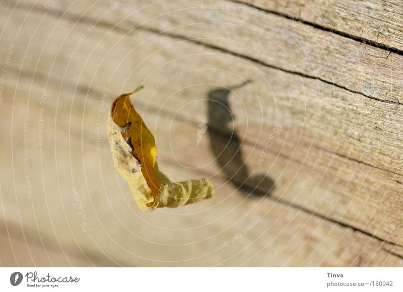 abgeblättert... Farbfoto Außenaufnahme Nahaufnahme Makroaufnahme Tag Schatten Sonnenlicht Schwache Tiefenschärfe Natur Pflanze Herbst Blatt natürlich Wärme gelb