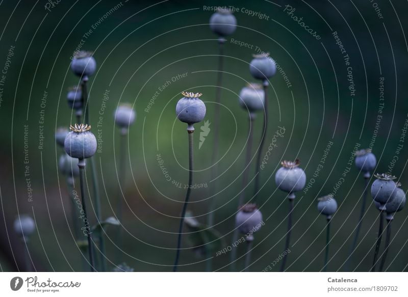 Märchenkapsel, Mohnkapseln Natur Pflanze Herbst Garten alt dehydrieren ästhetisch braun grün violett schützend Hoffnung nachhaltig Überleben Farbfoto mehrfarbig