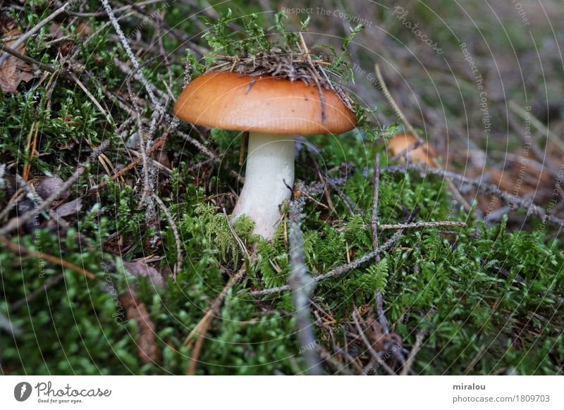 Pilz im Moos Natur Pflanze Herbst Wald Glück Idylle Farbfoto Außenaufnahme Nahaufnahme Detailaufnahme Makroaufnahme Tag Zentralperspektive