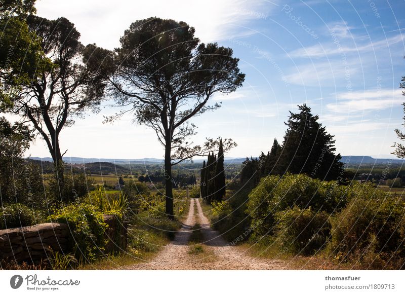 Pinien, Weg, Bäume Ferien & Urlaub & Reisen Tourismus Ferne Sommer wandern Landschaft Himmel Wolken Horizont Sonne Schönes Wetter Baum Sträucher Park