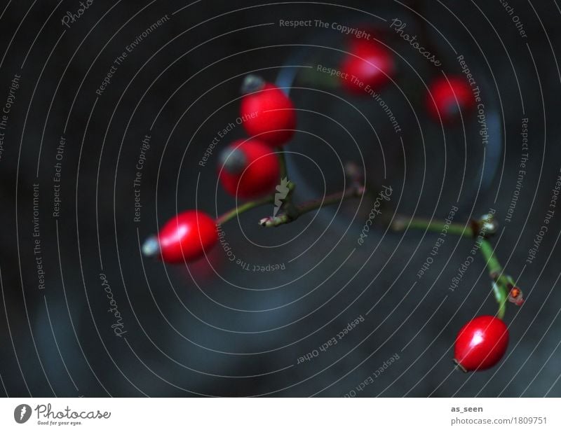 Herbstleuchten elegant Design exotisch Sinnesorgane Oktoberfest Erntedankfest Umwelt Natur Pflanze Hagebutten Beeren Wald ästhetisch dunkel natürlich rot