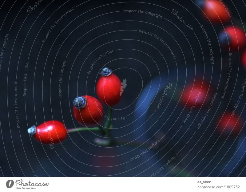 Hagebuttenzweige Lifestyle Design Leben harmonisch Wohnung Erntedankfest Umwelt Natur Pflanze Herbst Sträucher Beeren Frucht Früchtetee Dekoration & Verzierung