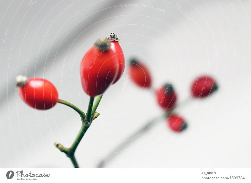 Hagebuttenzweige Wellness Leben harmonisch Erntedankfest Umwelt Natur Pflanze Herbst Sträucher Beeren Frucht ästhetisch glänzend hell modern grün rot weiß