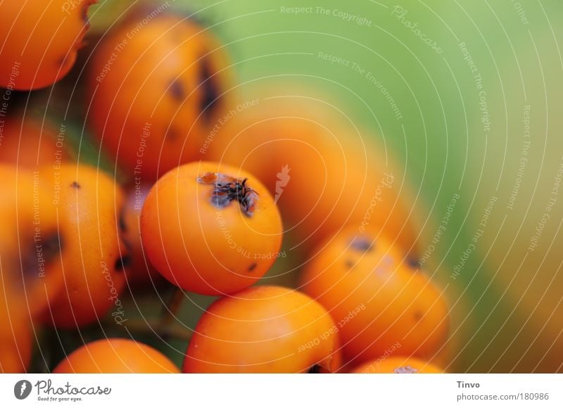 Feuerdorn Farbfoto Außenaufnahme Textfreiraum rechts Tag Schwache Tiefenschärfe Natur Sommer Herbst Sträucher Park grün orange Frucht herbstlich Botanik Beeren