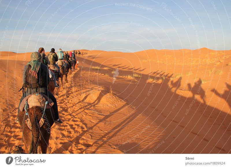 Karamelkavane exotisch Ferien & Urlaub & Reisen Tourismus Ausflug Abenteuer Ferne Freiheit Expedition Sand Wüste Düne Tier Kamel schaukeln lang Karavane