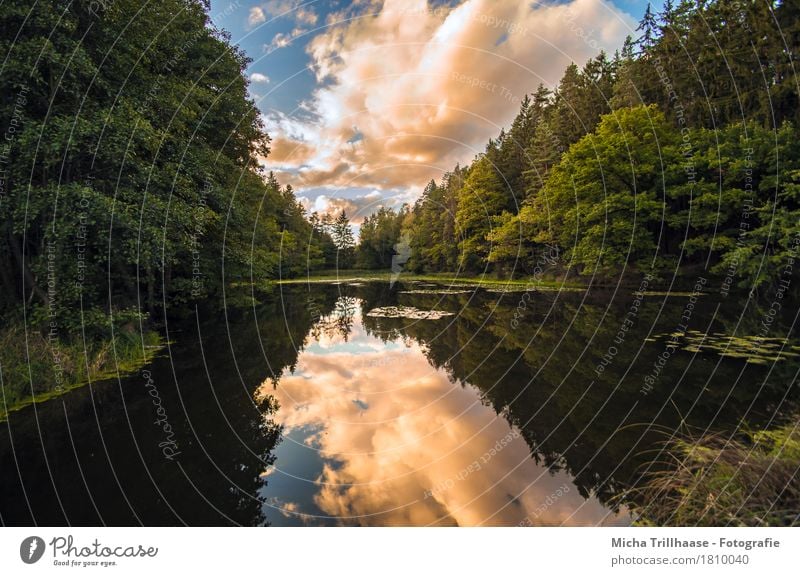 Wolken über dem Waldsee Umwelt Natur Landschaft Pflanze Urelemente Wasser Himmel Sonnenlicht Wetter Schönes Wetter Baum Gras Seeufer Teich leuchten hell