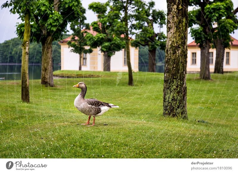 Ist das schon die St. Martins Gans? Ferien & Urlaub & Reisen Tourismus Ausflug Sightseeing Städtereise Umwelt Natur Landschaft Frühling Schönes Wetter