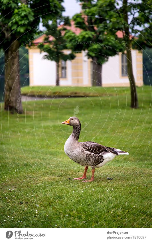 Gans in Moritzburg Blick in die Kamera Zentralperspektive Textfreiraum oben Außenaufnahme sportlich Jagdschloss Moritzburg Willensstärke mehrfarbig ästhetisch