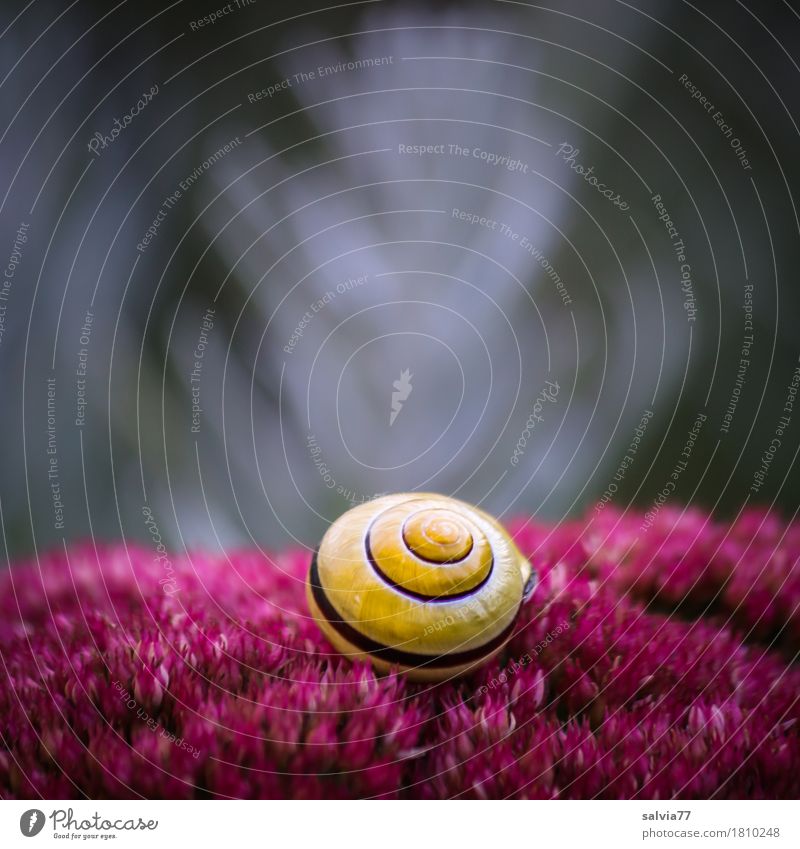 Duftkissen Tier Schnecke Schneckenhaus Hainbänderschnecke 1 Blühend genießen ästhetisch kuschlig oben weich gelb grau Design Farbe Glück Idylle Pause ruhig