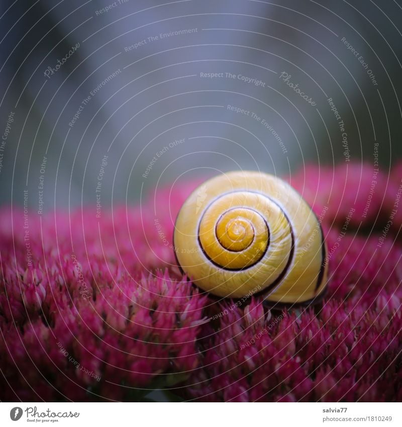 roter Teppich Natur Pflanze Tier Sommer Herbst Blume Blüte Fetthenne Garten Wildtier Schnecke Hainbänderschnecke ästhetisch Duft positiv rund gelb grau Glück