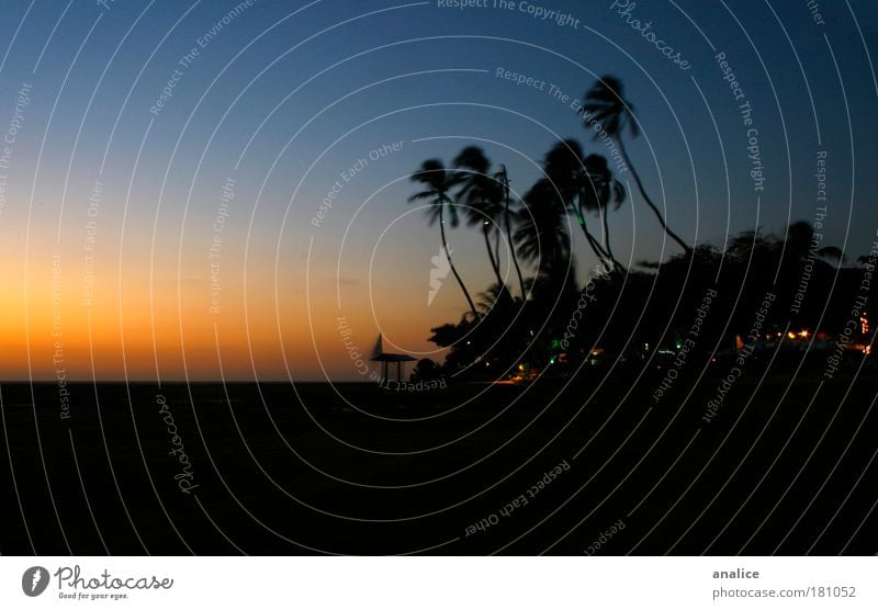 nach Sonnenuntergang Natur Pflanze Horizont Sonnenaufgang Wind Wärme Baum Küste Jericoacoara Brasilien Dorf Kleinstadt blau gelb schwarz Erholung