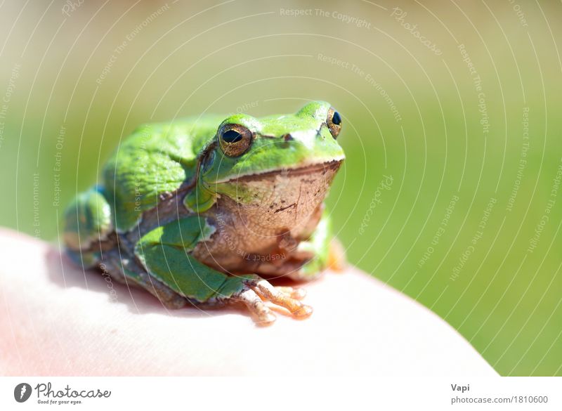 Grüner Frosch Haut Gesicht Sommer Auge Umwelt Natur Tier Regen Gras Wildtier 1 Denken springen Coolness groß klein nass natürlich neu Neugier niedlich schleimig