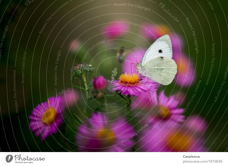 Konkurrenz naht, Kohlweißling auf Aster Natur Pflanze Tier Sommer Blume Blüte Raublatt Aster Garten Biene Schmetterling 2 fliegen Fressen ästhetisch Duft gelb